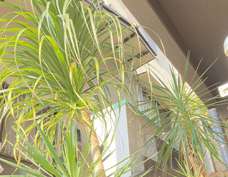 植物のある空間を楽しむ